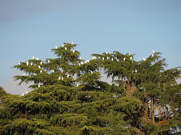 Airone guardabuoi  - Gabriella Pignattone