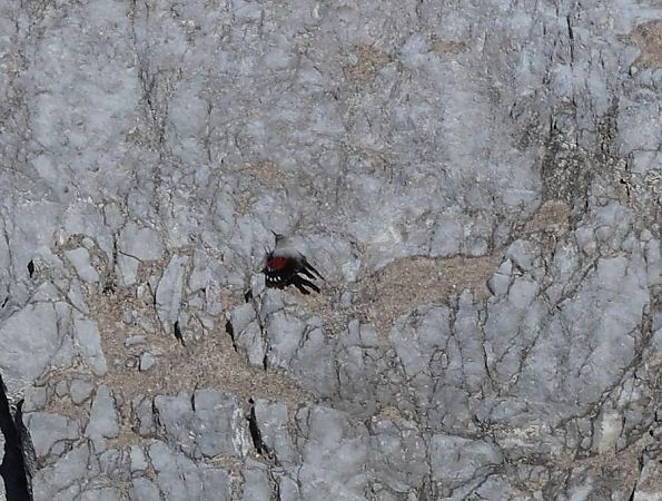 Picchio muraiolo  - Gabriella Pignattone