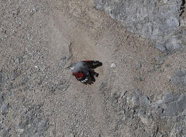 Picchio muraiolo  - Gabriella Pignattone