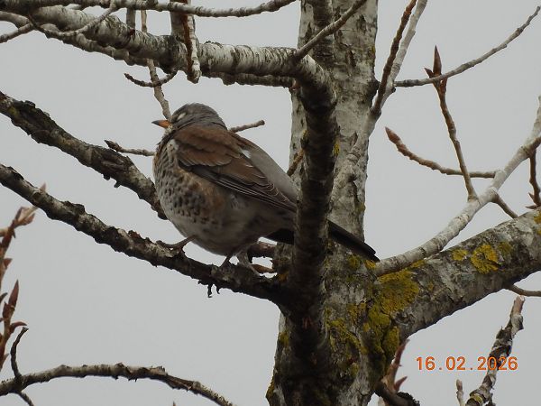 Fieldfare  - Gabriella Pignattone