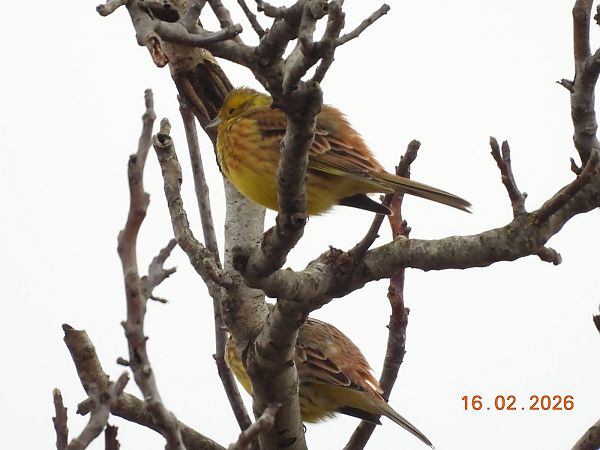 Zigolo giallo  - Gabriella Pignattone