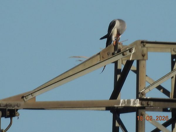 Nibbio bianco  - Gabriella Pignattone