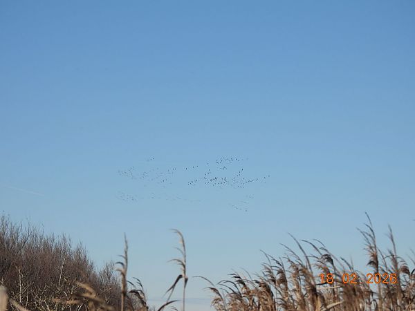 Gru  - Gabriella Pignattone