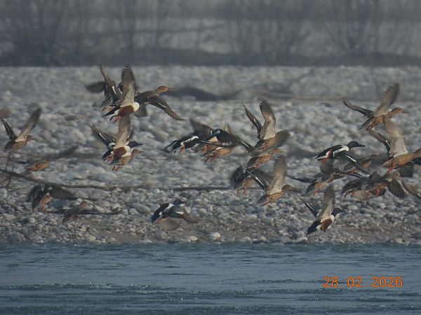 Mestolone  - Gabriella Pignattone