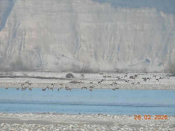 Mestolone  - Gabriella Pignattone