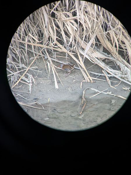 Porciglione  - Veronica Bresciani