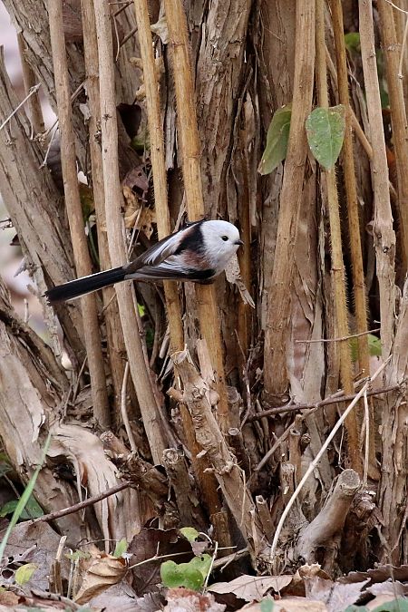 Codibugnolo testabianca  - Carla Chiappisi