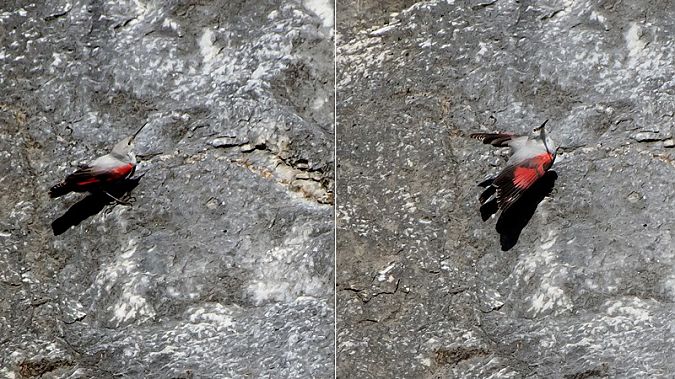 Picchio muraiolo  - Giovanni Fontana