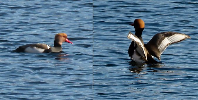 Fistione turco  - Giovanni Fontana