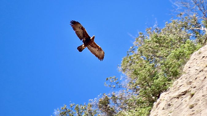 Aquila reale  - Maurizio Saltarelli