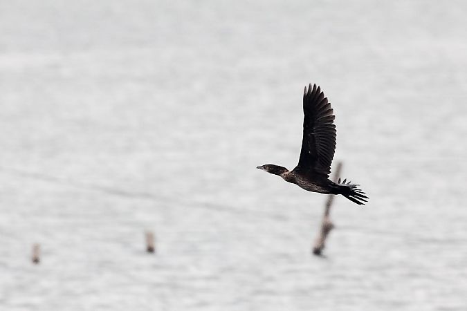 Marangone minore  - Fabrizio Franconi