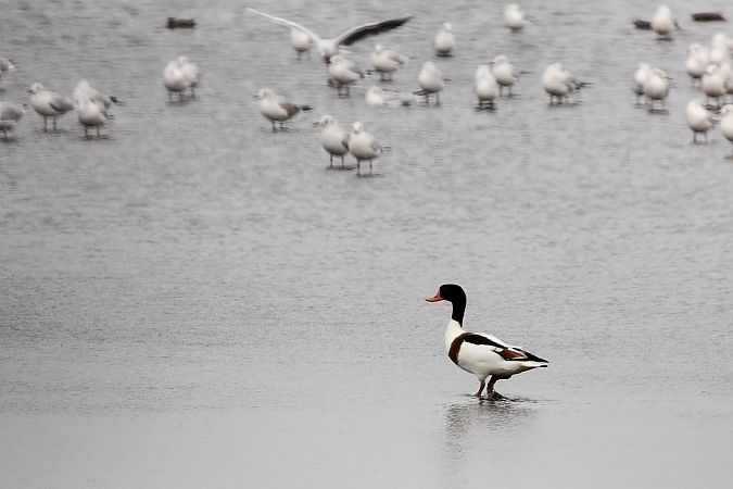 Volpoca  - Fabrizio Franconi