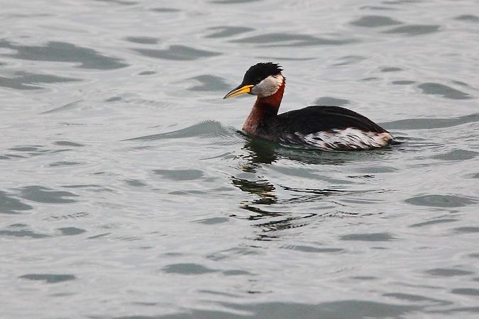 Svasso collorosso  - Fabrizio Franconi