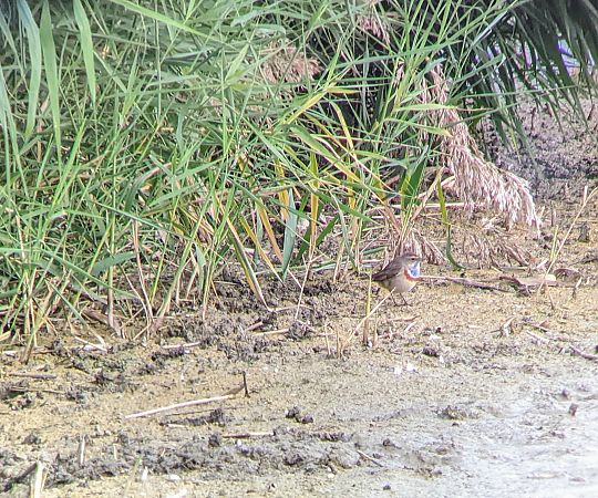 Pettazzurro  - Fabrizio Franconi