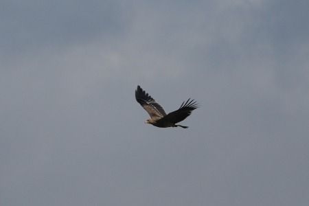 Aquila imperiale  - Carlo Poiani