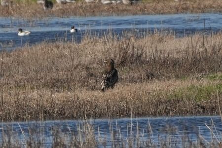Aquila anatraia maggiore  - Carlo Poiani