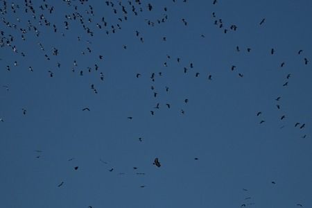 Aquila anatraia maggiore  - Carlo Poiani