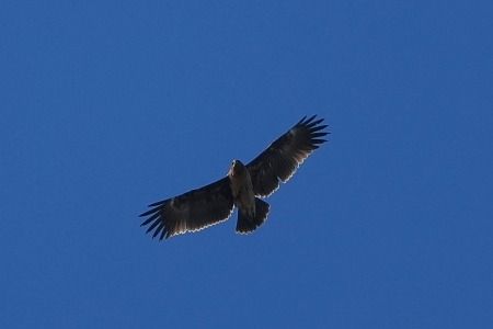 Aquila anatraia maggiore  - Carlo Poiani