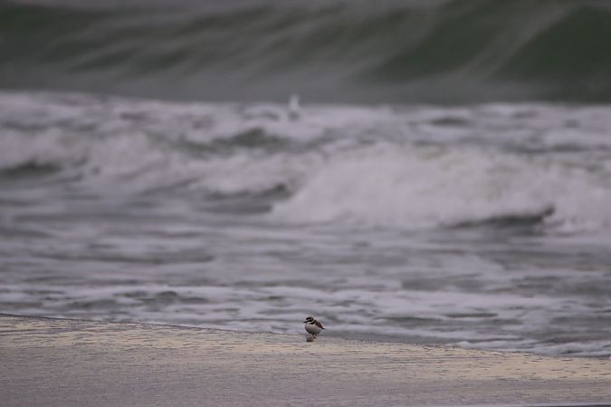 Fratino  - Giuseppe Grossi