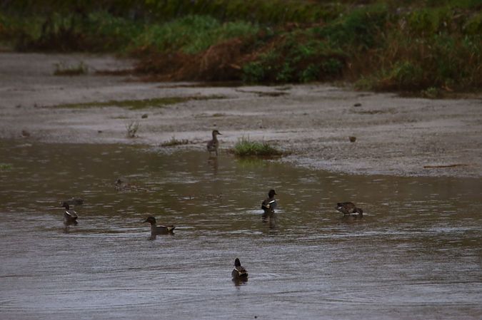 Alzavola  - Giuseppe Grossi