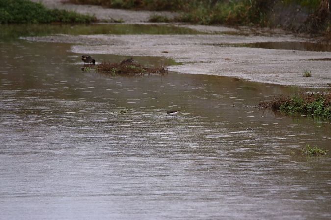 Piro-piro culbianco  - Giuseppe Grossi