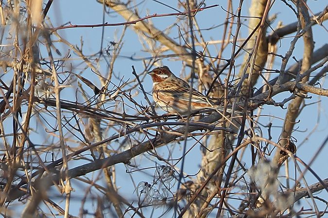 Zigolo golarossa  - Fabio Moretto