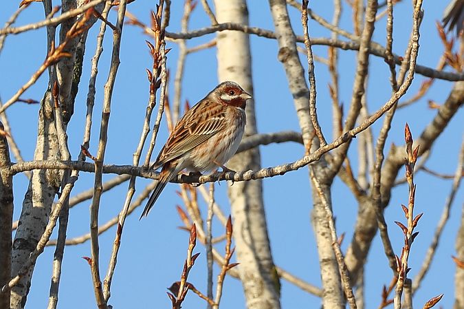 Ibrido Zigolo giallo x golarossa  - Fabio Moretto