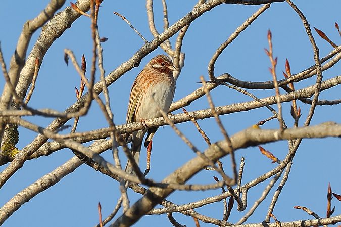 Ibrido Zigolo giallo x golarossa  - Fabio Moretto