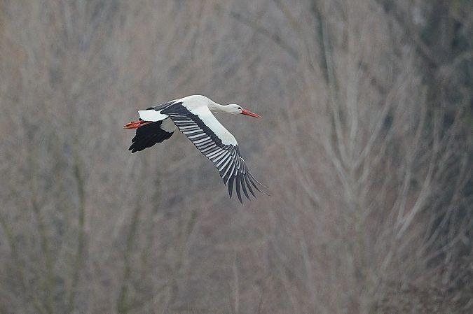 Cicogna bianca  - Fabio Moretto