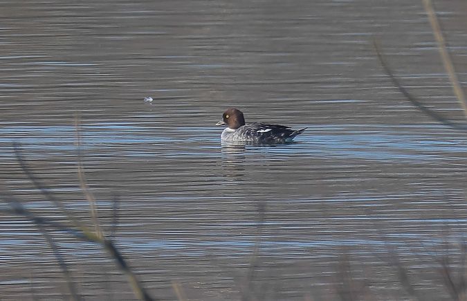 Quattrocchi  - Fabio Moretto