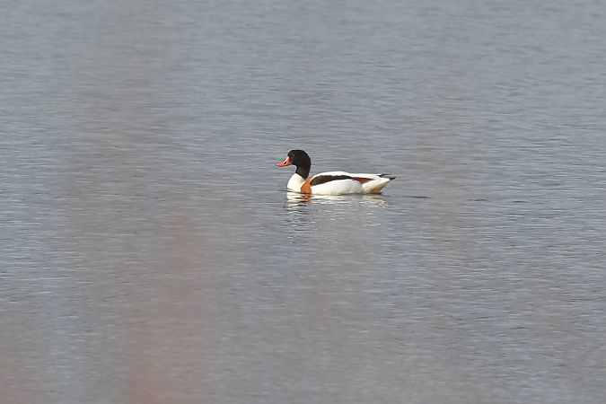 Volpoca  - Fabio Moretto