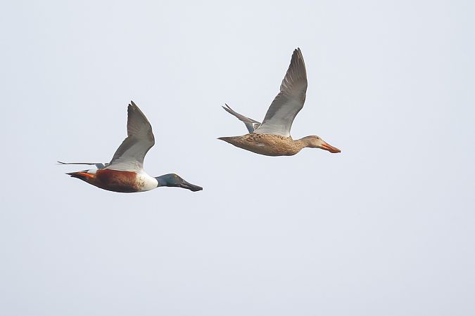 Mestolone  - Fabio Moretto