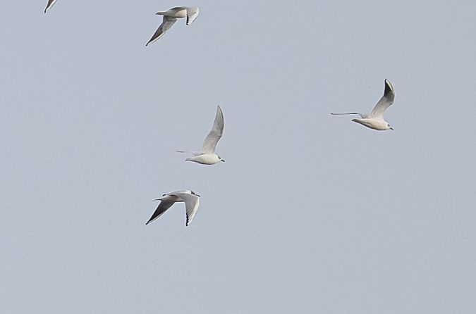 Gabbiano corallino  - Fabio Moretto