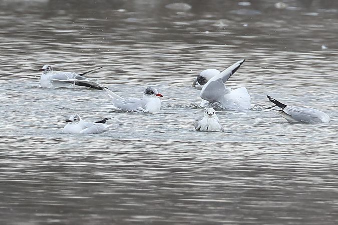 Gabbiano corallino  - Fabio Moretto