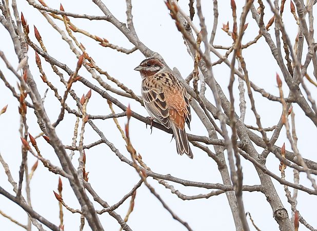 Fichtenammer  - Fabio Moretto