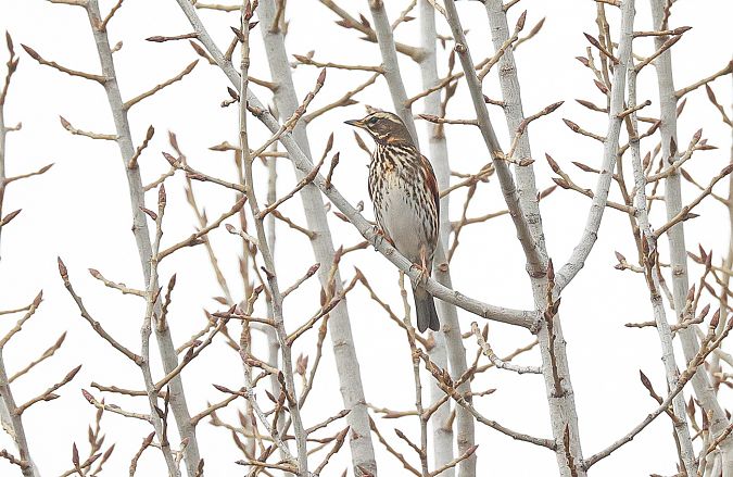 Tordo sassello  - Fabio Moretto