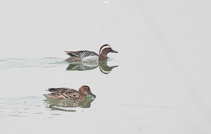 Marzaiola  - Fabio Moretto