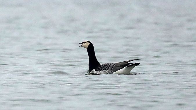 Oca facciabianca  - Vanni Bellettato