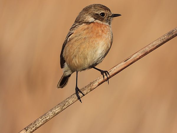 Saltimpalo comune  - Danilo Ortenzi
