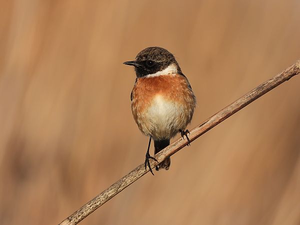 Saltimpalo comune  - Danilo Ortenzi