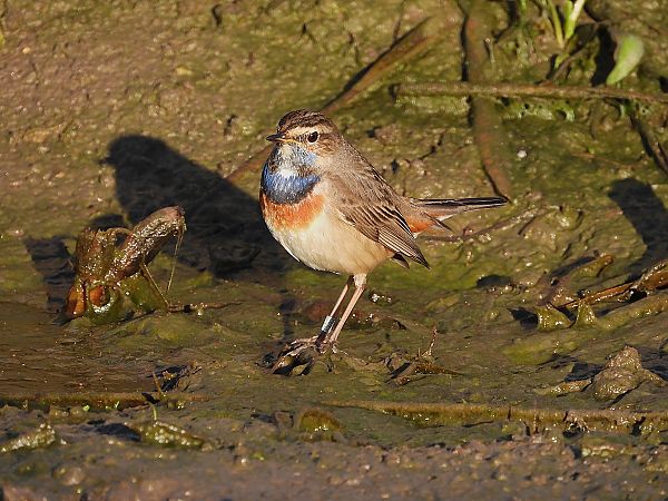 Pettazzurro  - Danilo Ortenzi