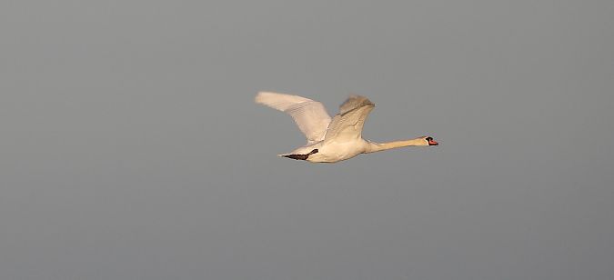 Cigno reale  - Danilo Ortenzi