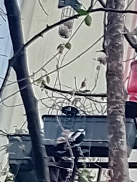 Picchio rosso maggiore  - Giuseppe Micali