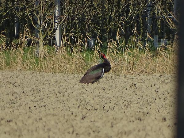Cicogna nera  - Pietro Melandri