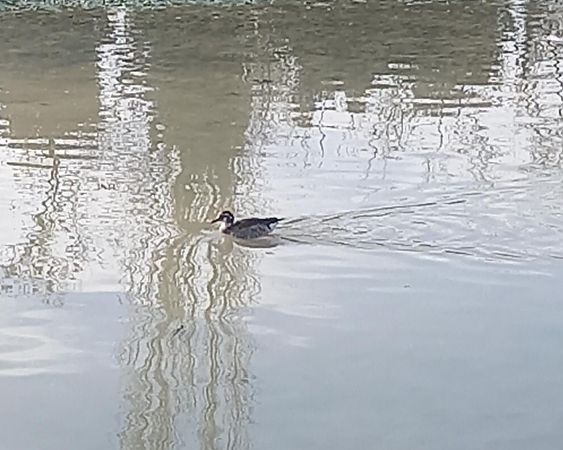 Alzavola spallerosse  - Pietro Melandri