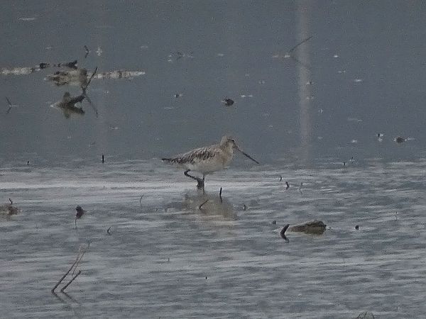 Pittima minore  - Pietro Melandri