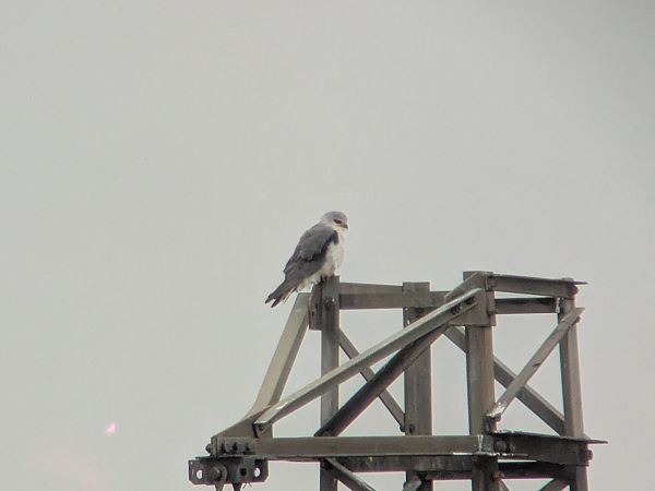 Nibbio bianco  - Alessandro Bertoli