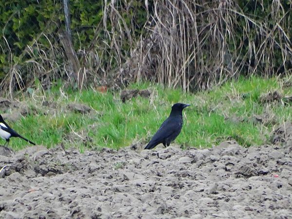 Cornacchia nera  - Ivano Caldon
