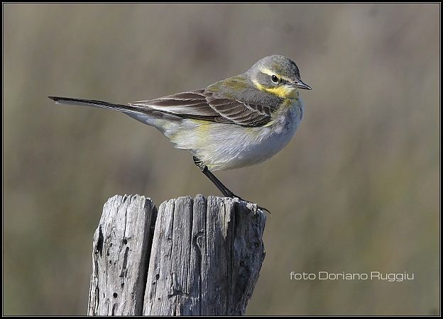 Cutrettola del Pacifico  - Anonimo