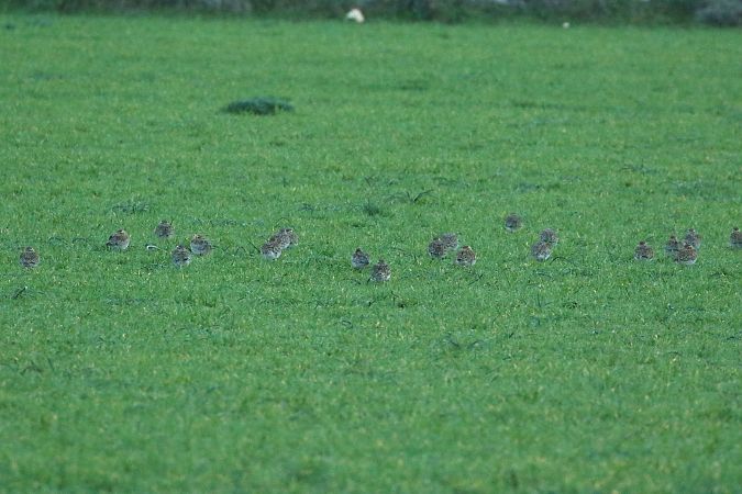 Piviere dorato  - Vito Giovanni Santantonio